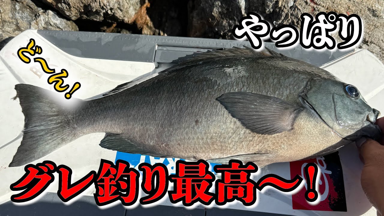 【祝】寒グレシーズン開幕戦！巨グレ釣りました！