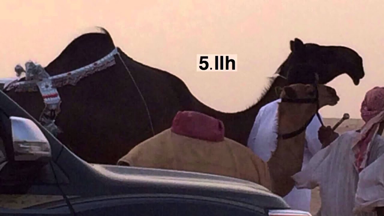 شيله مروعه للمالك عبدالله بن حمد ال ملهيه  اداء محمد ال نجم
