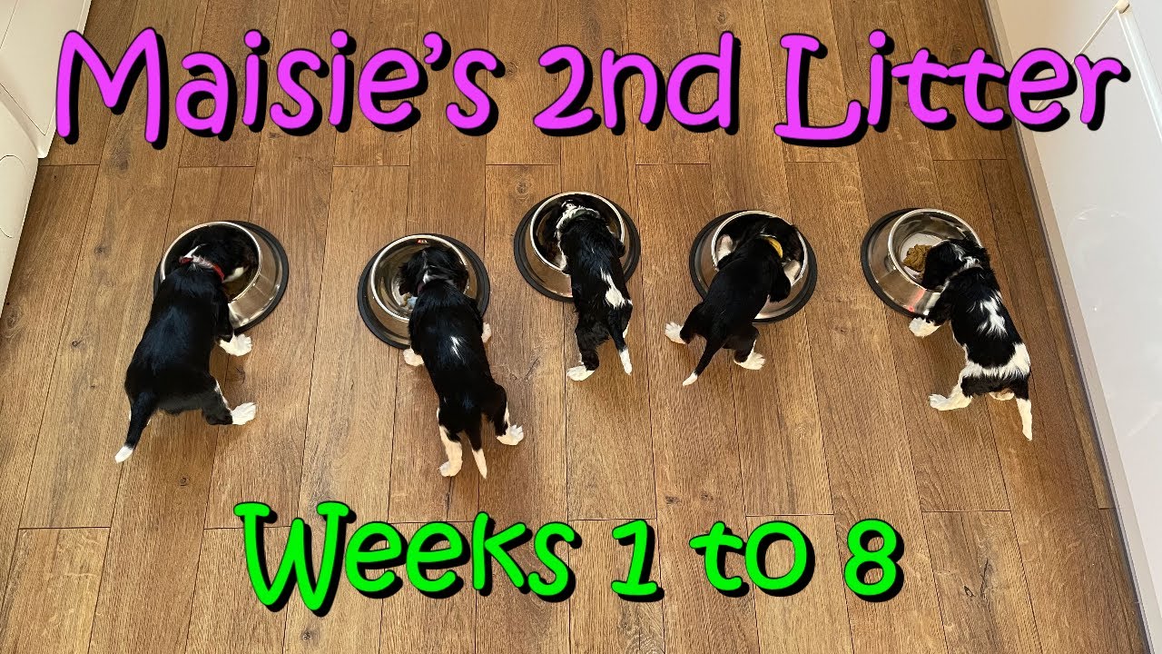 Maisie's 2nd Litter New Born Puppies 8 Week Journey CKCS