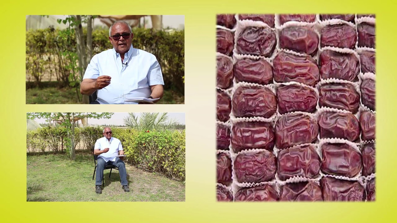 الحلقة الثالثة عشر: معاملات ما بعد الحصاد للتمور و البلح
