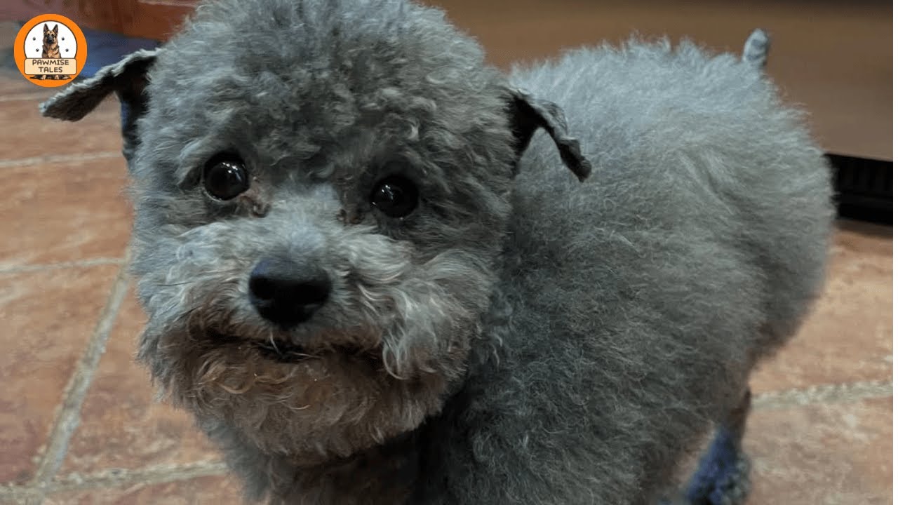 The Breeder Didn’t Want Her— She Became My Best Friend