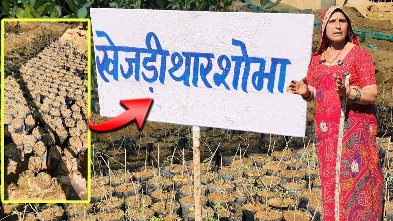 थार शोभा खेजड़ी मतलब एक पंथ 3 काज 💯 किसान की इनकम डबल नहीं ट्रिपल करेगी ये सांगरी 🤷
