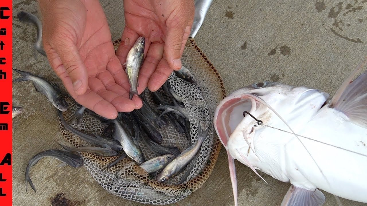 BABY CATFISH Found INSIDE BIG CATFISH!