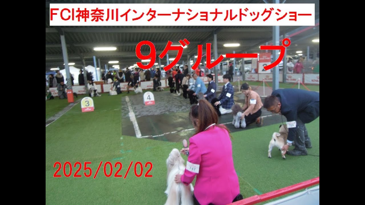 ＦＣＩ神奈川インターナショナルドッグショー９G ＃小型犬　＃プードル　＃シーズー
