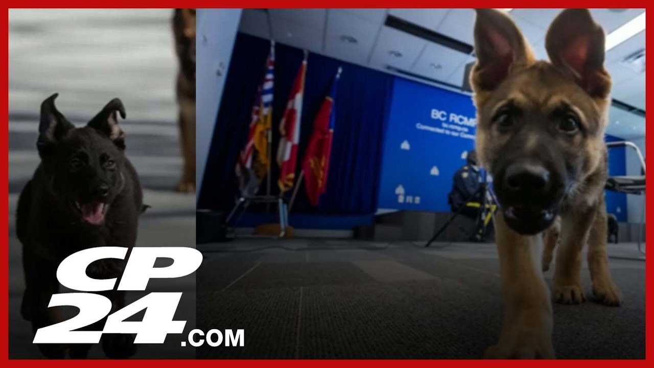RCMP invites kids to name 13 police dog puppies