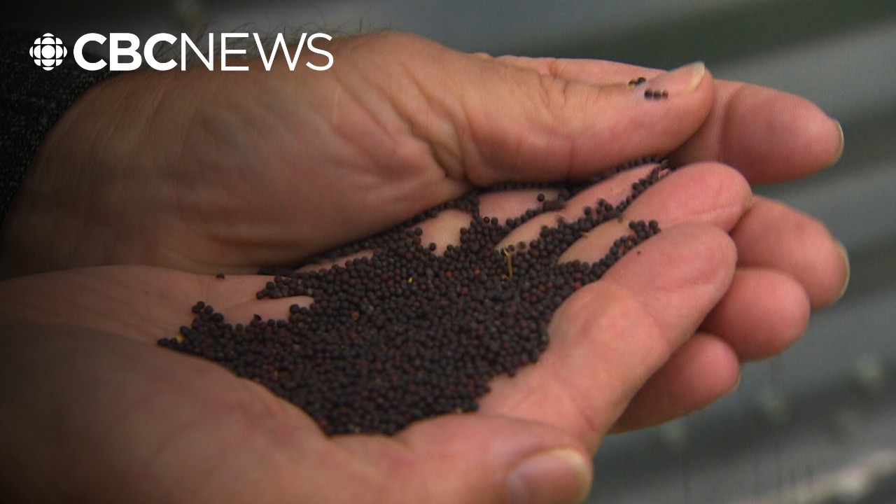 China's tariffs drop on canola, but Sask. producers still concerned