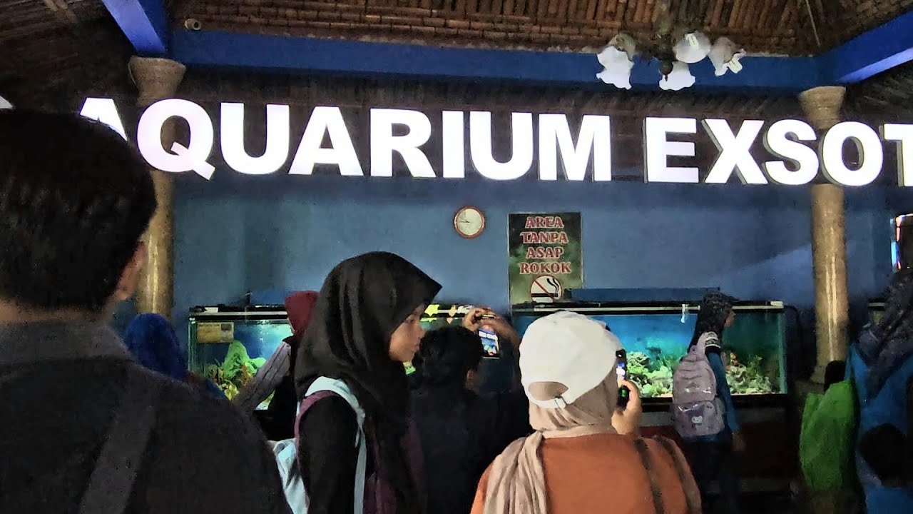 Wow.. Lihat Arapaima Gigas Dari Sungai Amazon &  Piranha, Gass ke Purbasari Pancuran Mas Purbalingga