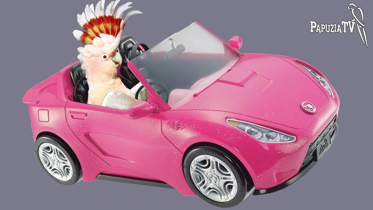 Transport papug - szalone jazdy z papugami