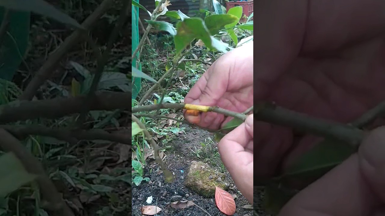 How to: Air layering lemon tree