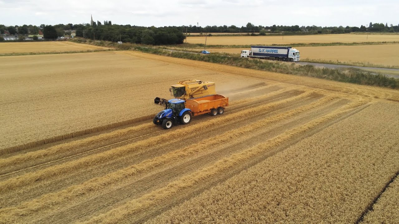 Wheat harvest 2024