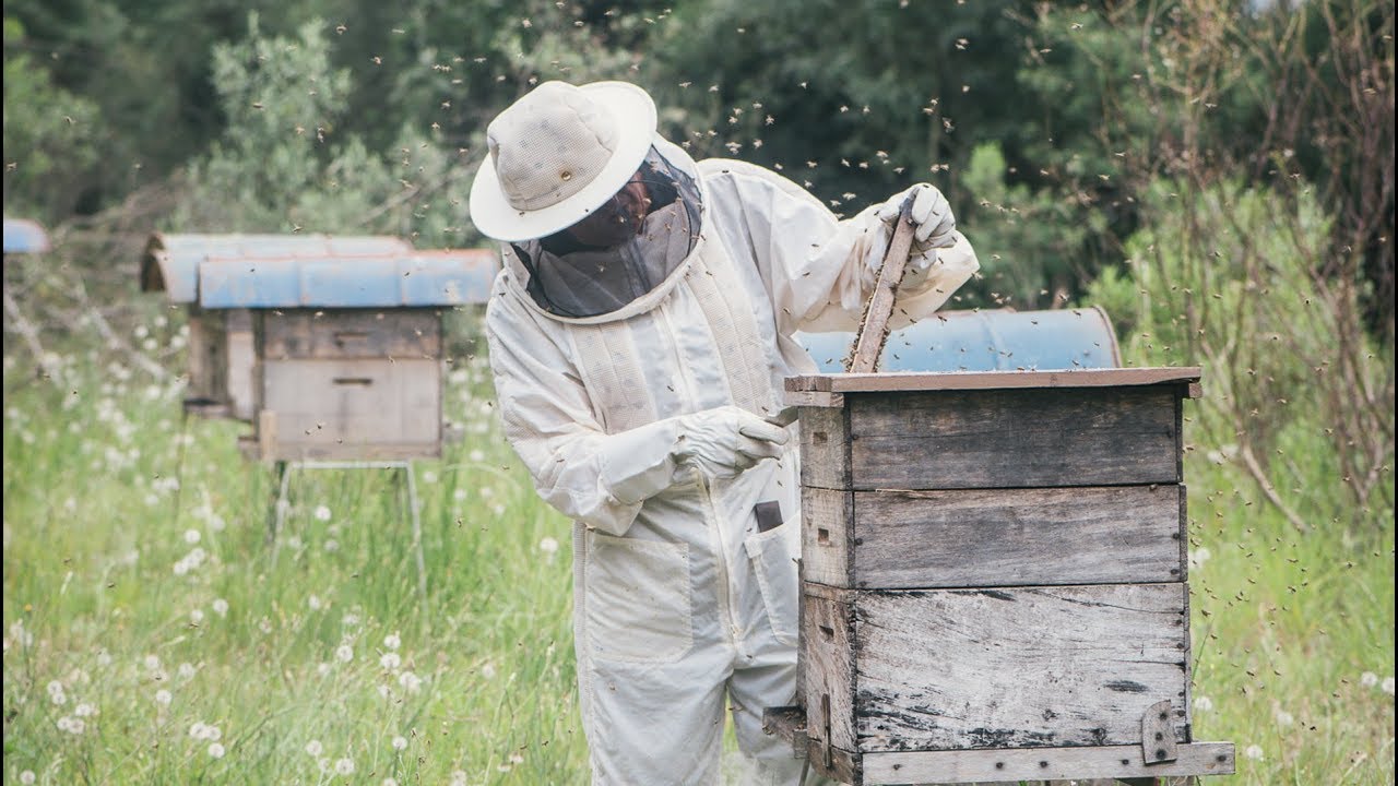Bee Seasonal - Sourcing Single Origin Organic Honeys in Brazil