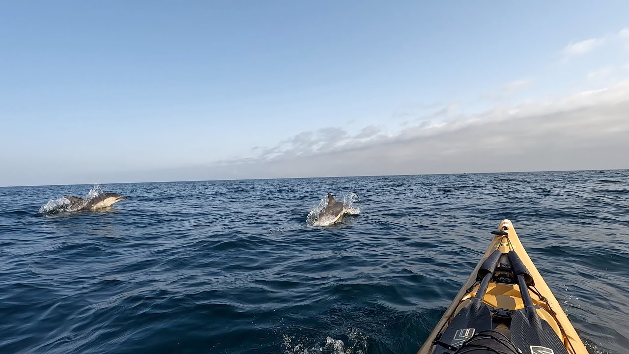 South from Seaton with Dolphins