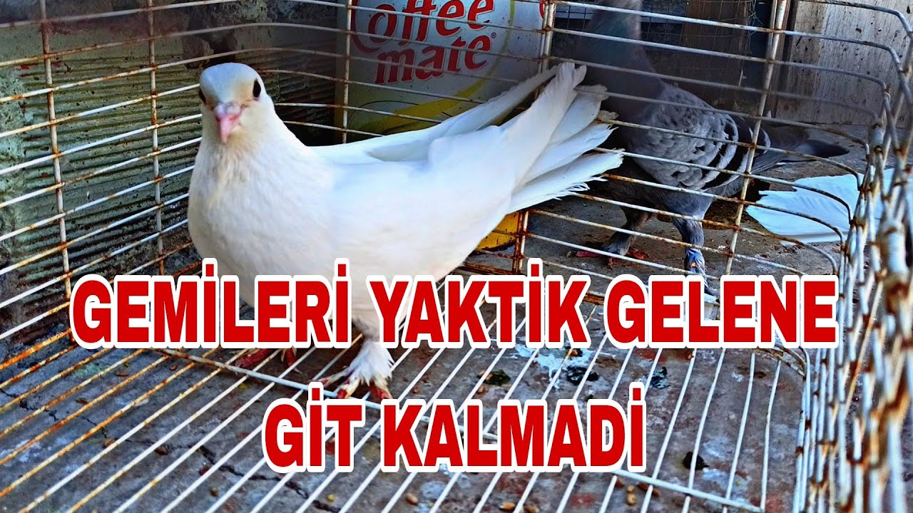 GEMİLERİ YAKTİK GELENE GİT KALMADİ HEPSİNİ YAKALA GÖNDERE BAŞLAMA ZAMANİ