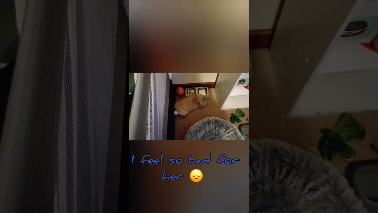 Lily's surgery day