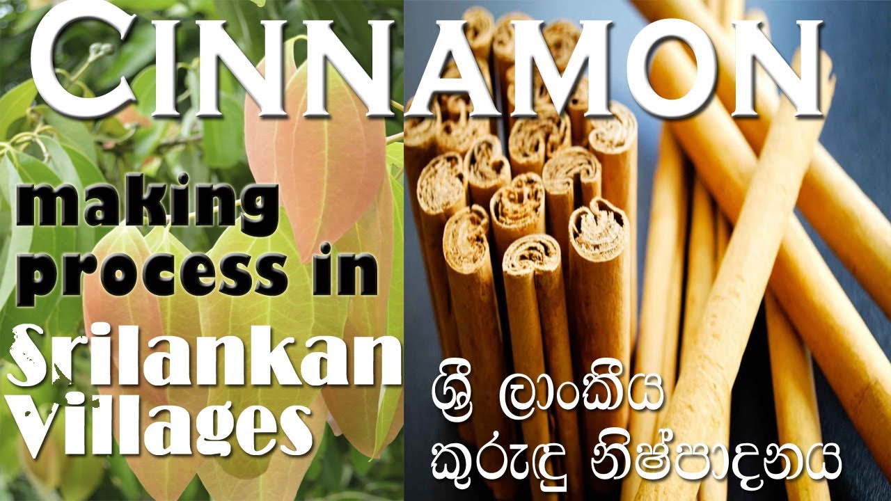 Cinnamon Making process in Sri Lanka | ශ්&zwj;රී ලාංකීය කුරුදු නිෂ්පාදනය &zwj;| #MDtechplus #cinnamon  #new