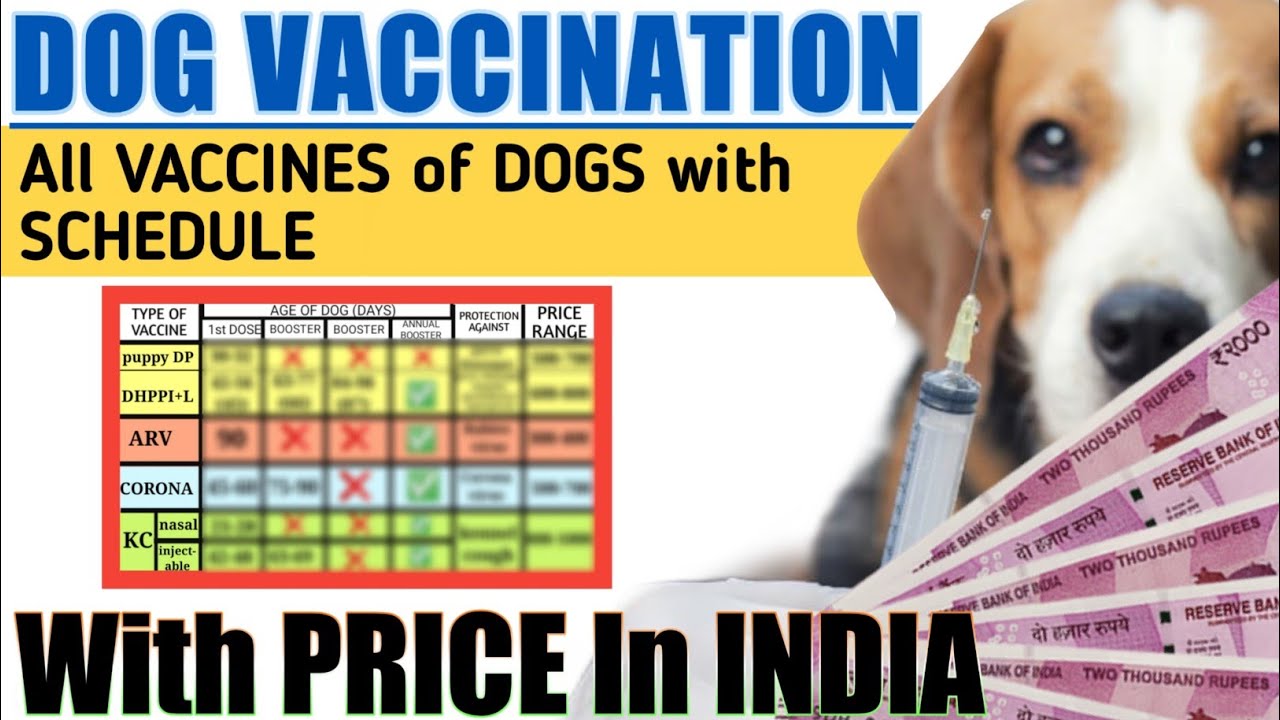 Dog Vaccination| Dog Vaccine With Price in INDIA| कुत्ते के वैक्सीन कब लगवाएं और कितने पैसे लगते हैं