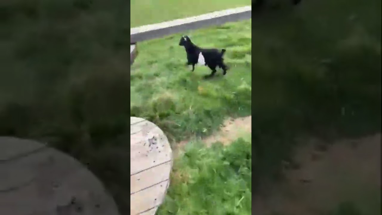 Fainting goats falling over
