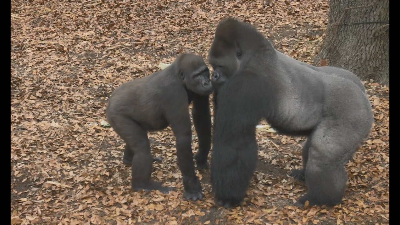 Bachelor Gorilla Troop