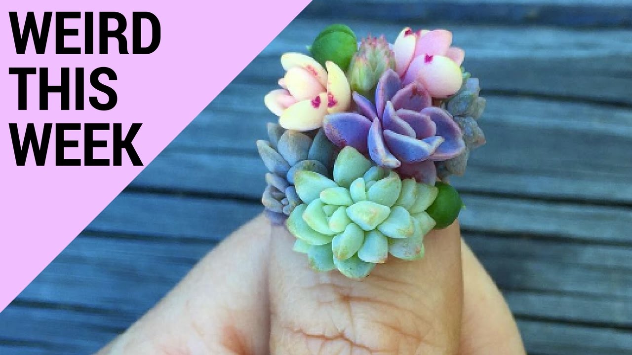 Succulent Nails Has Us Saying&hellip; WHAT?! (WEIRD THIS WEEK) | Hollywire