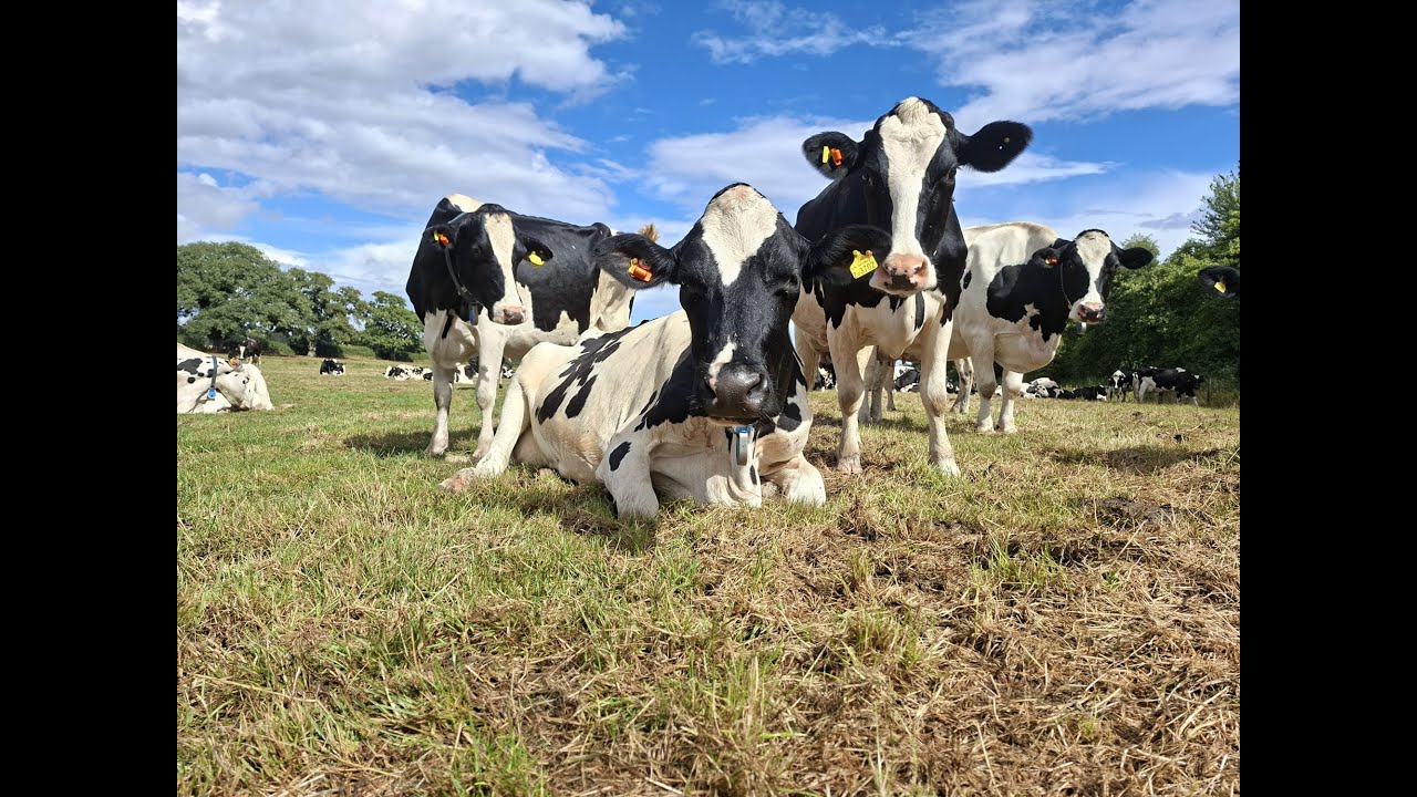 Milking Time