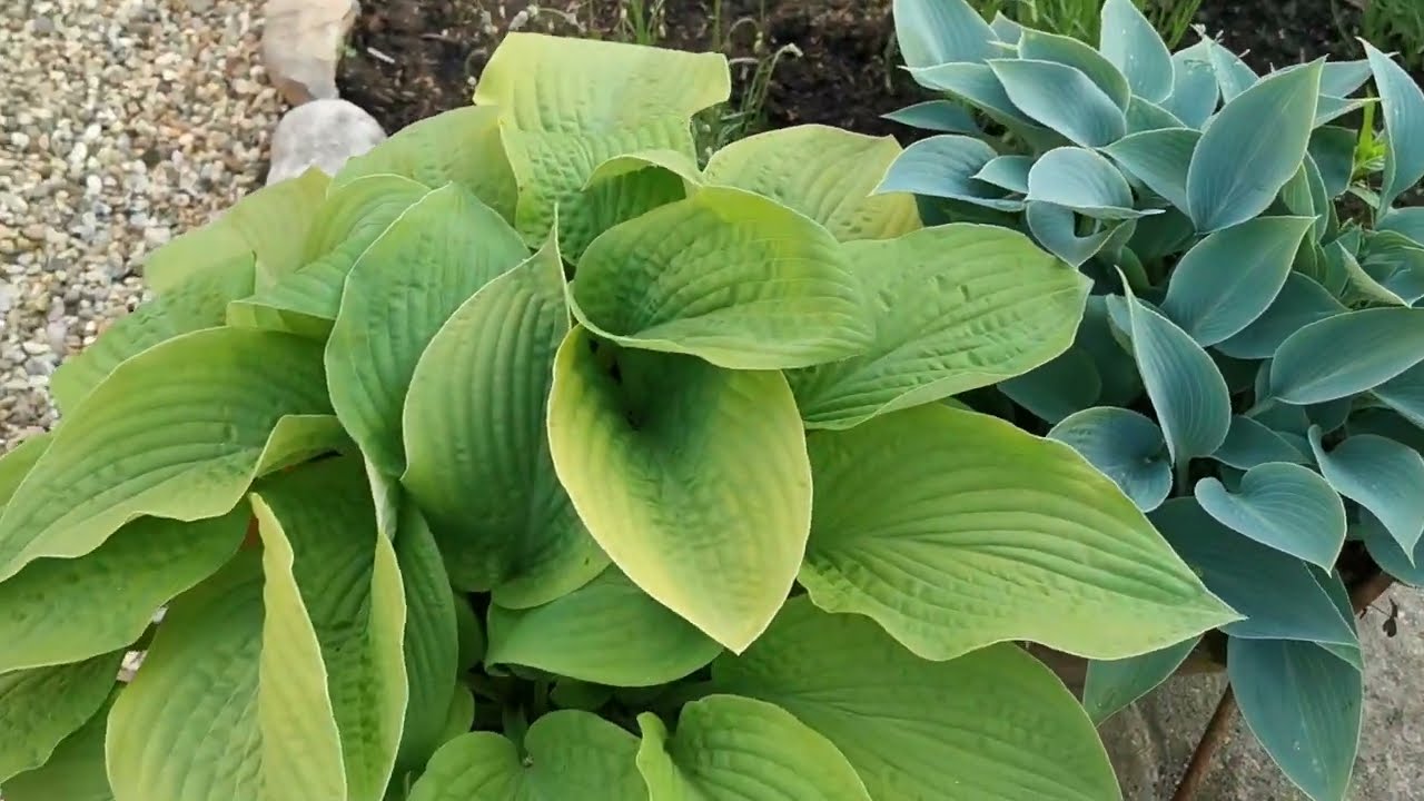 How to Grow Hostas in Pots