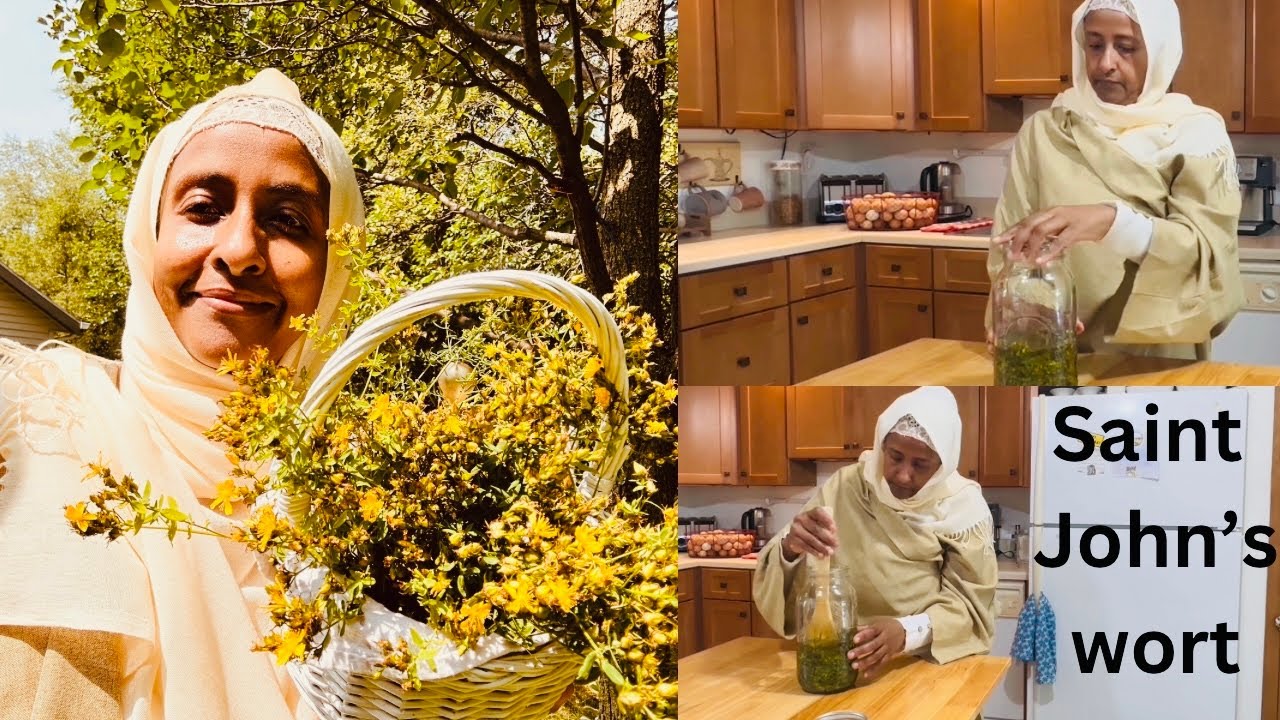 Every home should have Saint john’s wort oil infusion. Home grown/homemade Saint john’s wort oil.