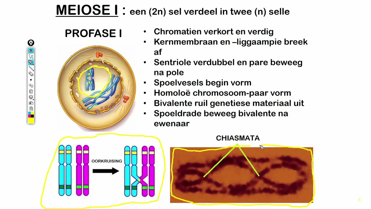 Lewenswetenskappe GR12 Meiose Les2