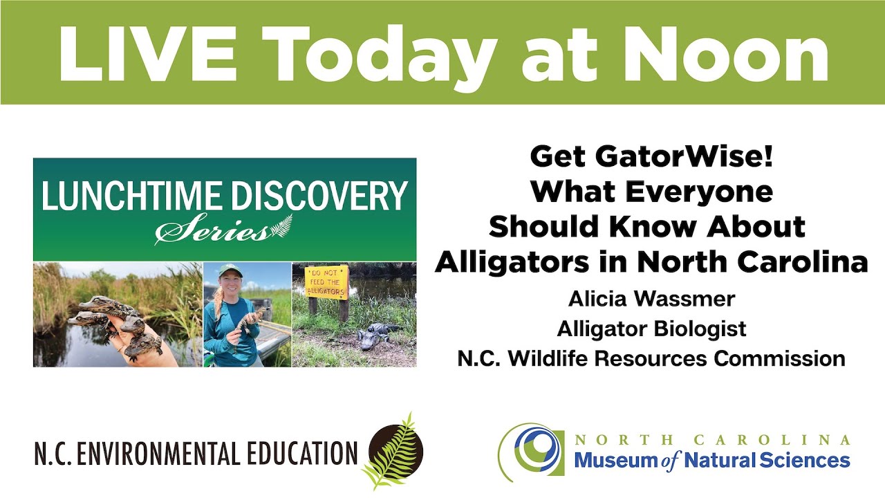 Get GatorWise! What Everyone Should Know About Alligators in North Carolina