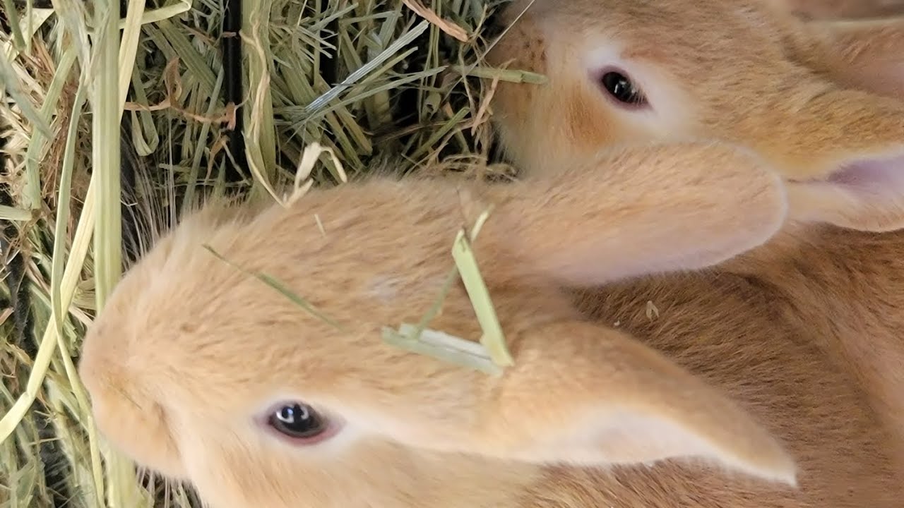 Raising rabbits - outdoors vs. indoors