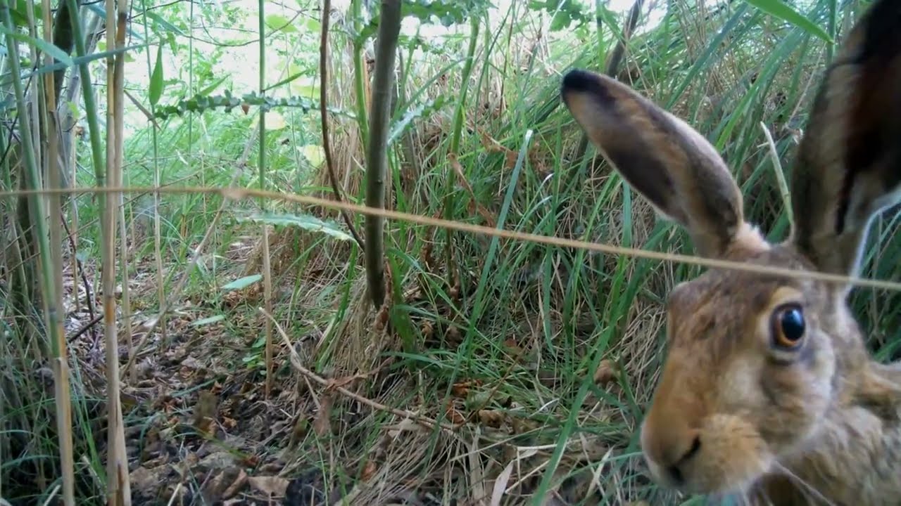 Hare Highlights from 2025