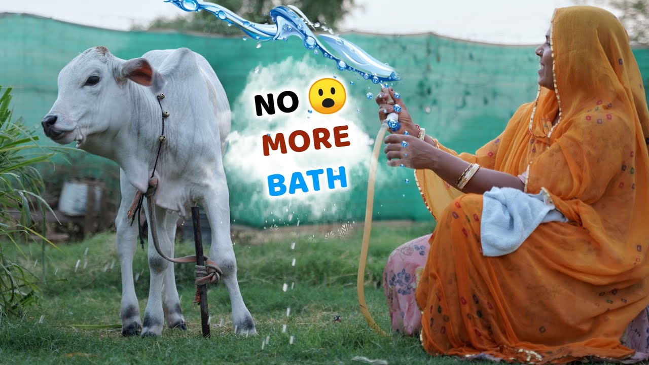 Little Vrinda Playing After Bath😄 | Baby Cow’s Bath Gone Wrong | Cowsblike