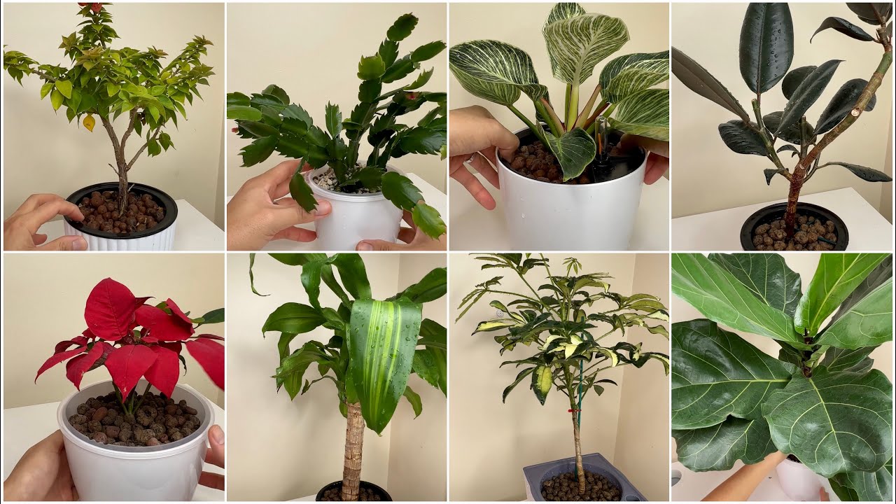 List of Indoor Plants That I am Currently Growing Well in LECA