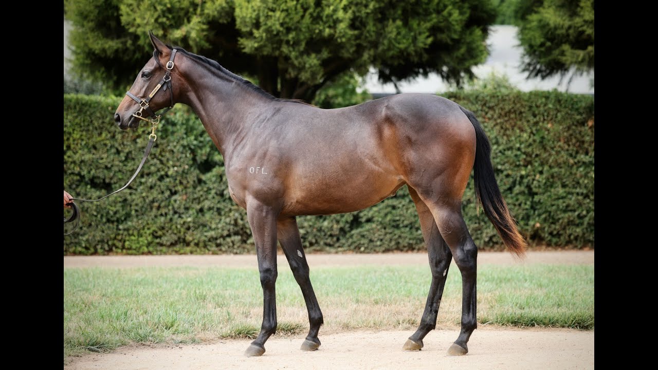 Kermadec x Vittoria Collona 2yo F