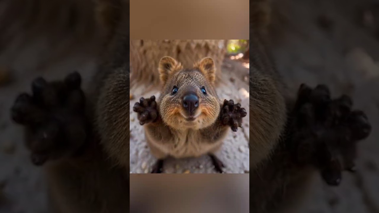 ☀️Quokka's Smile Will Melt Your Heart!  Earth's Happiest Animal｜Super Cute Animals