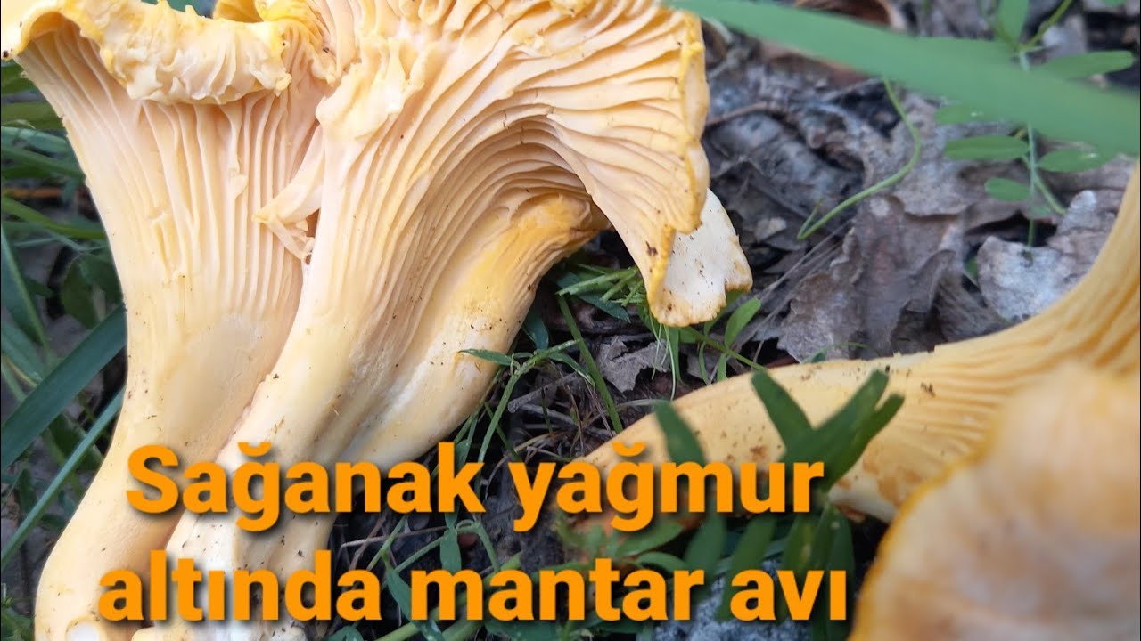 Sırılsıklam mantar avı.Yağmura yakalandık ama değdi.Sarıkız mantarı.Kaz ayağı mantarı.Chantarelle.4k