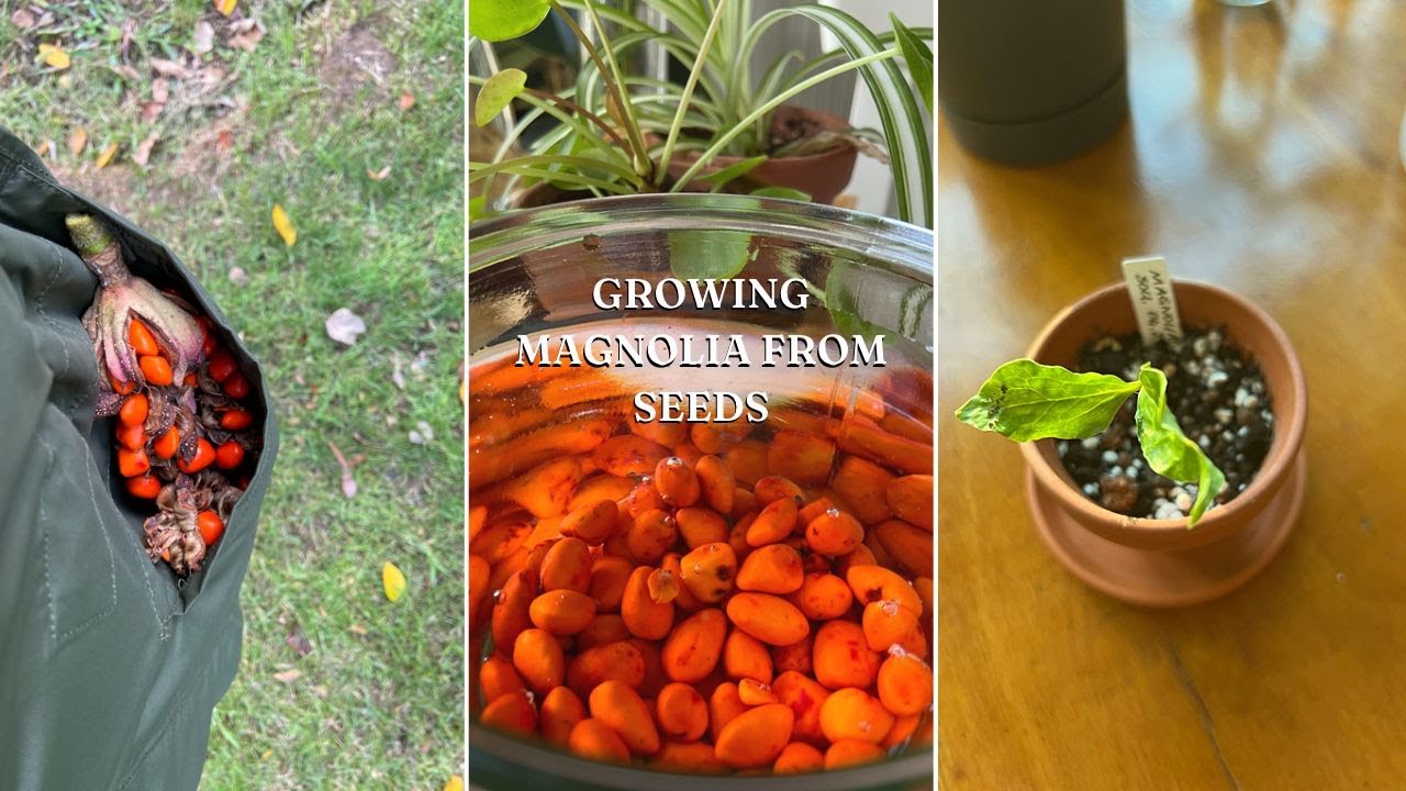 #16 How to Grow Magnolia Tree from Seeds? | 1 Year of Germination