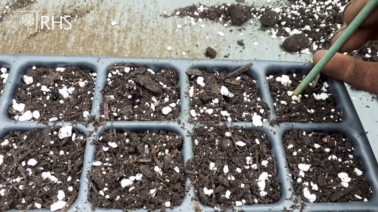 How to sow Sweetcorn | Grow at Home | RHS