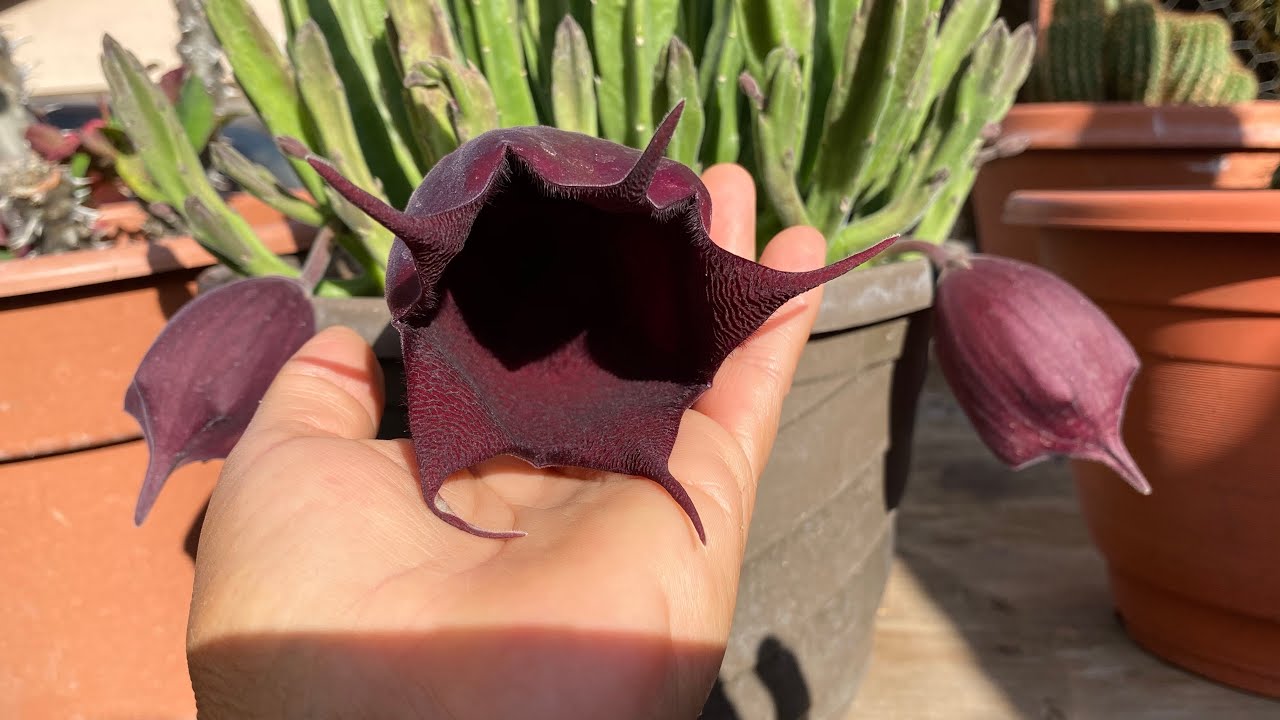 Stapelia Leendertziae