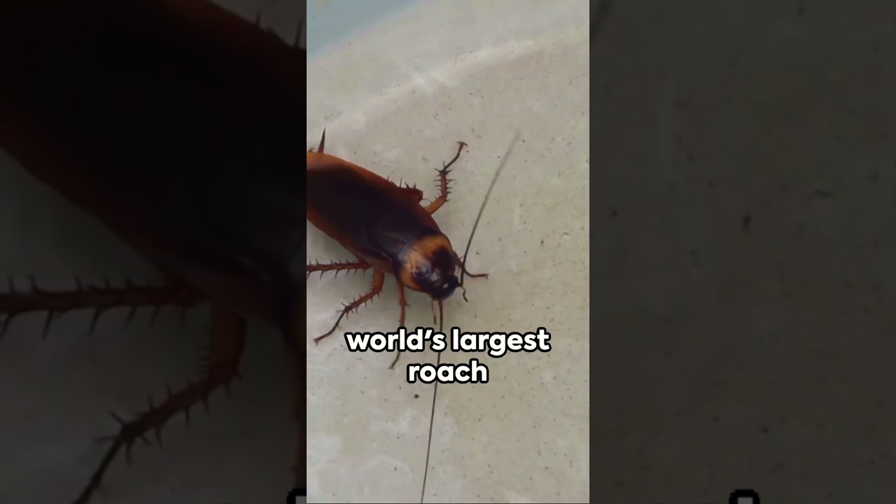 Quick Roach Facts!