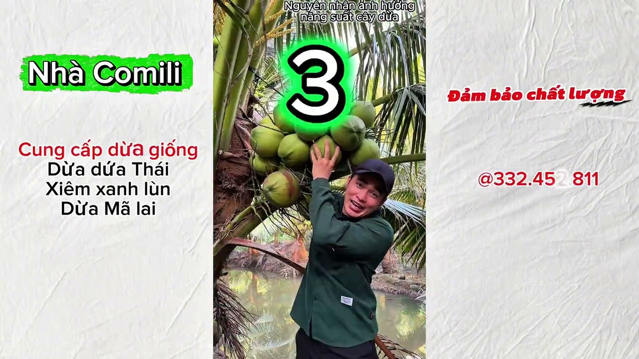 Tóp các nguyên nhân gây giảm năng suất cây dừa, rụng trái, trái không đạt #nhacomili #rungtraidua 