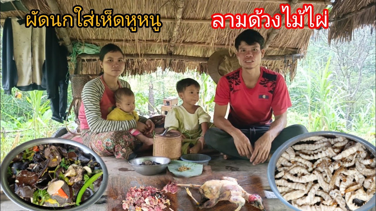 พาลูกเมียเข้าไร่มาเสียหญ้าสวนพริก ฝนตกทั้งวัน เก็บเห็ดหูหนูมาผัดใส่นกใส่ยอดบวบ ลามด้วงไม้ไผ่-บ่าวยืง