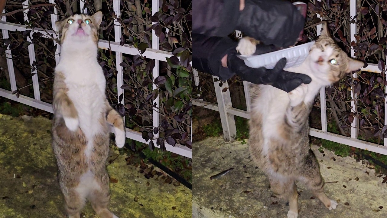 This Tabby Cat Begs for Food Like It’s Starving… But the TRUTH Will Surprise You