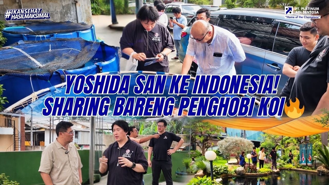 AKHIRNYA! RYUICHI YOSHIDA DATANG DAN BERTEMU LANGSUNG PENGHOBI KOI INDONESIA