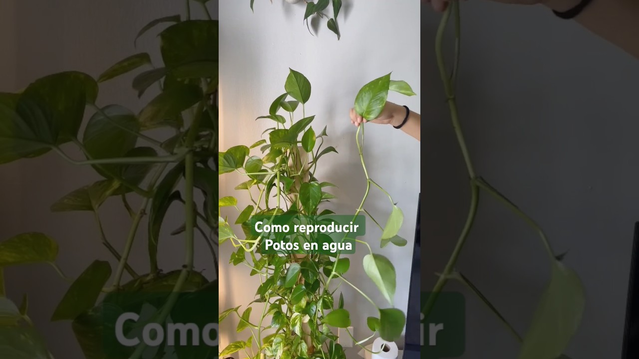 C&oacute;mo reproducir esquejes de Potus en agua