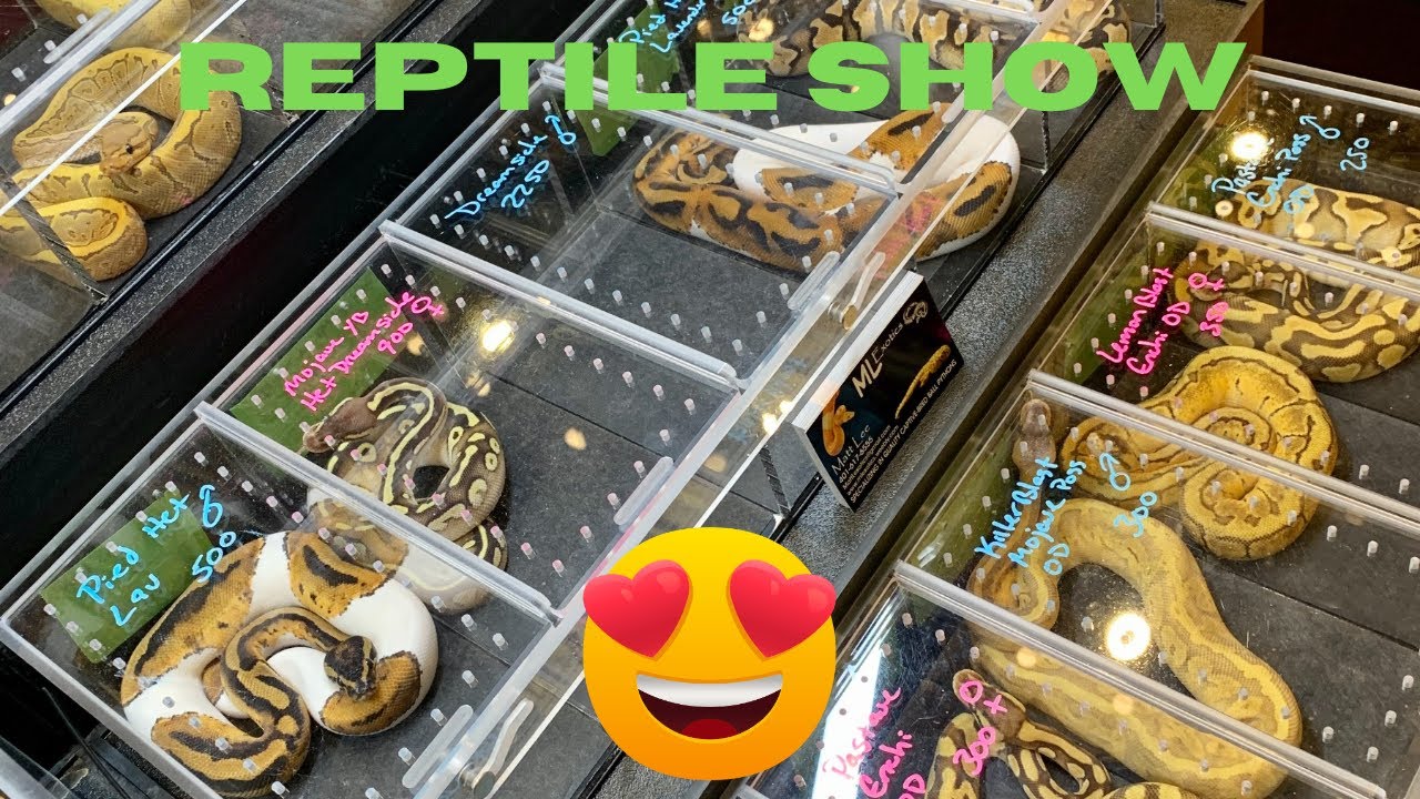Hamburg PA ,reptile expo 2023 🐍🐸🦎🐢￼
