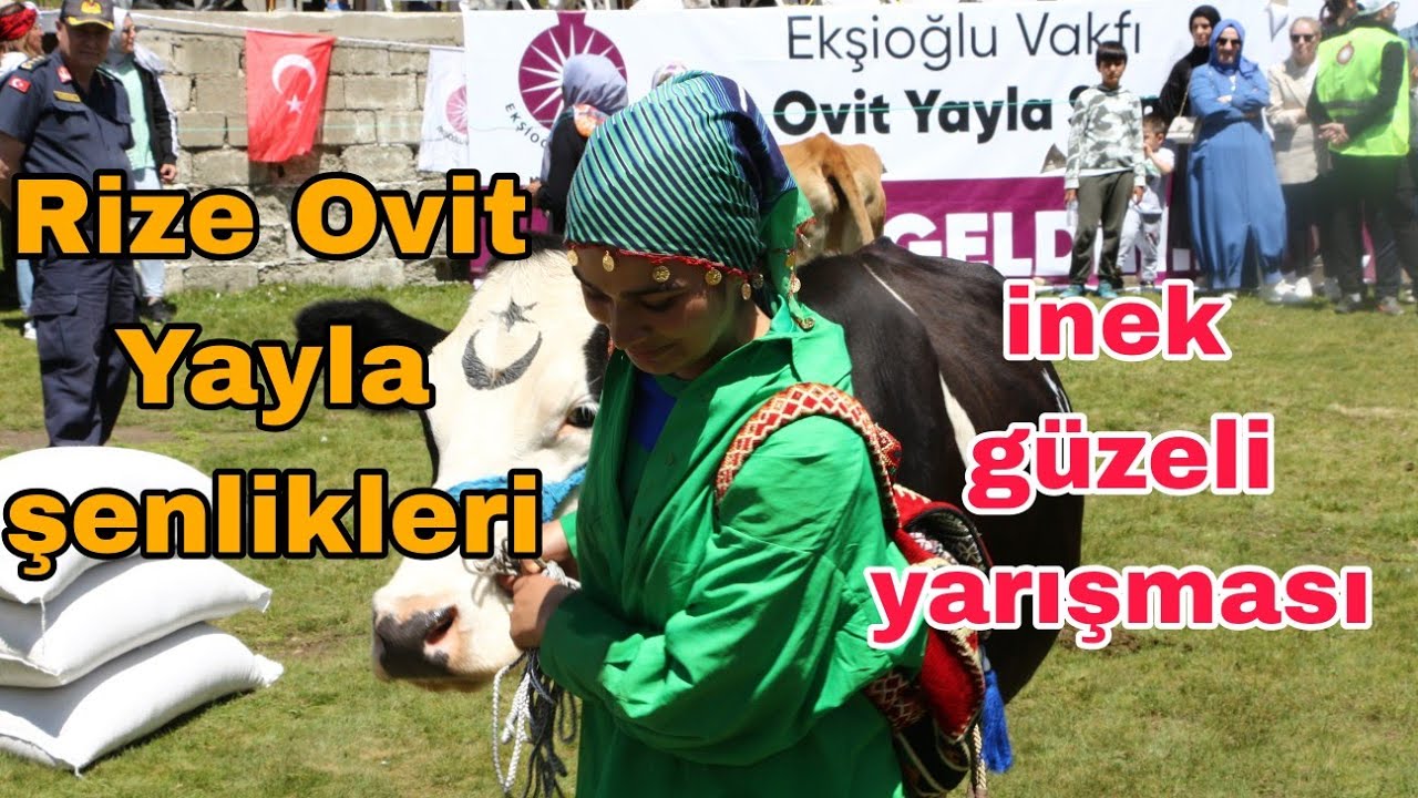 Rize'de düzenlenen Ovit Yayla Şenliklerinde inek güzellik yarışması yapıldı