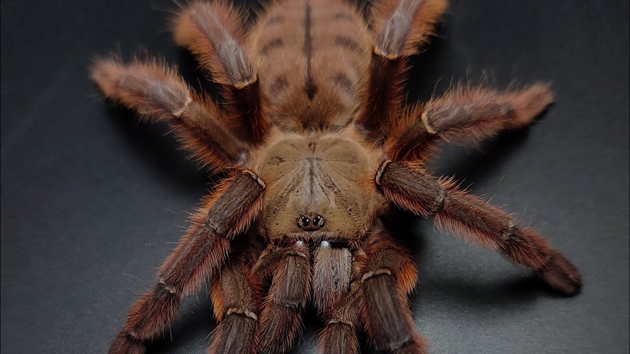 phormingochillus sp. rufus open egg sac