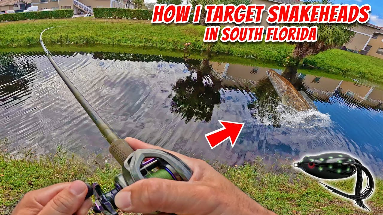How to Target Snakeheads! Casting Tips for Florida. Urban Fishing for Largemouth & Peacock Bass