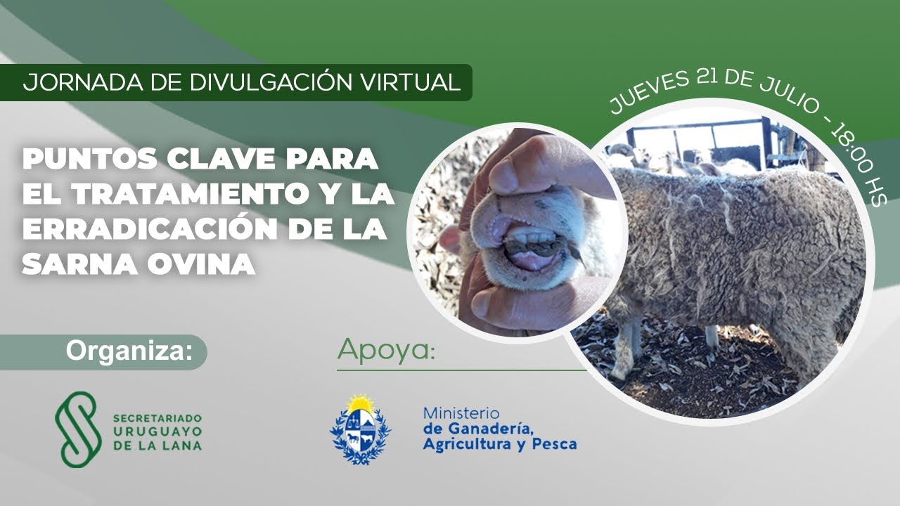 Puntos Clave para el Tratamiento y la Erradicación de la Sarna Ovina
