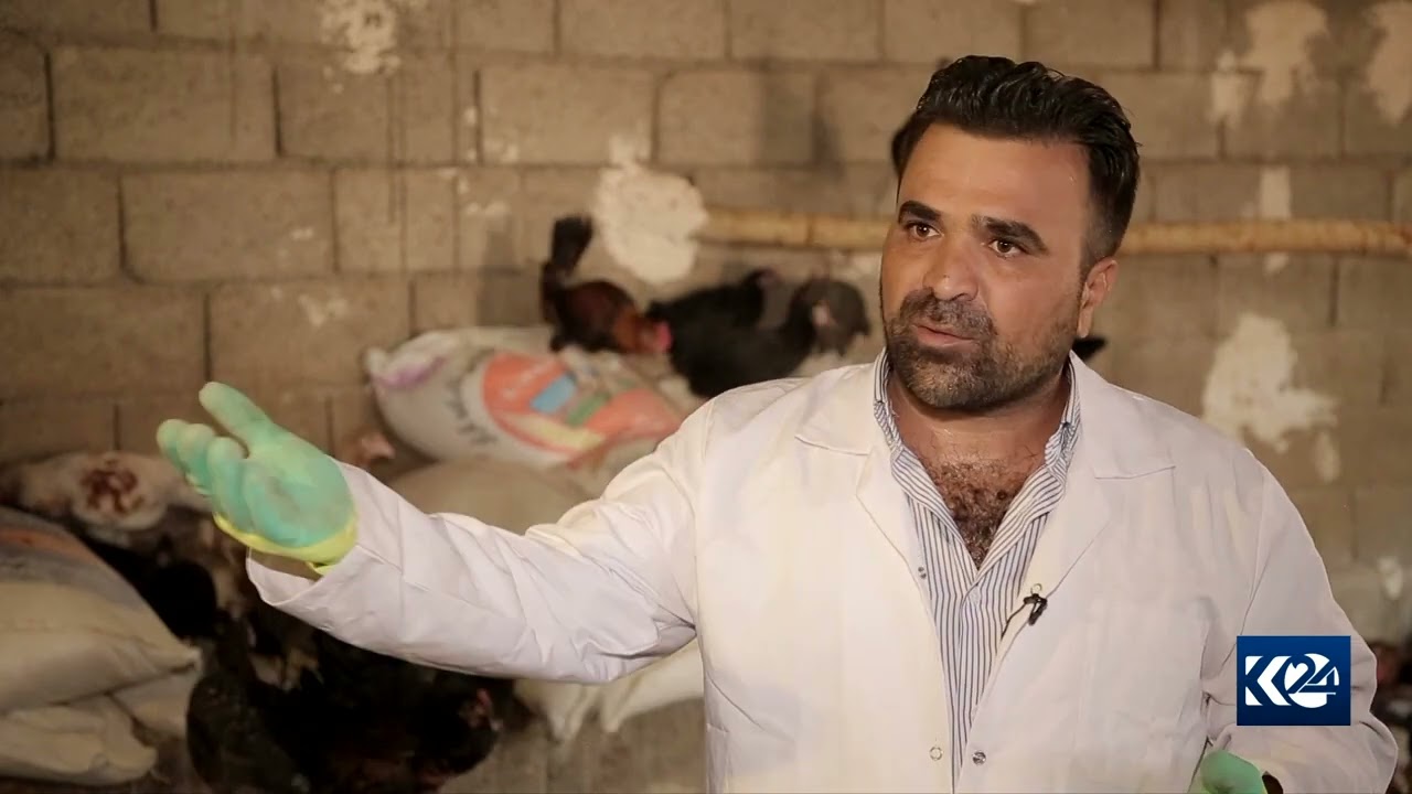 گەنجێک پڕۆژەیەکی بەخێوکردنی مریشکی کوردی دەکاتەوە